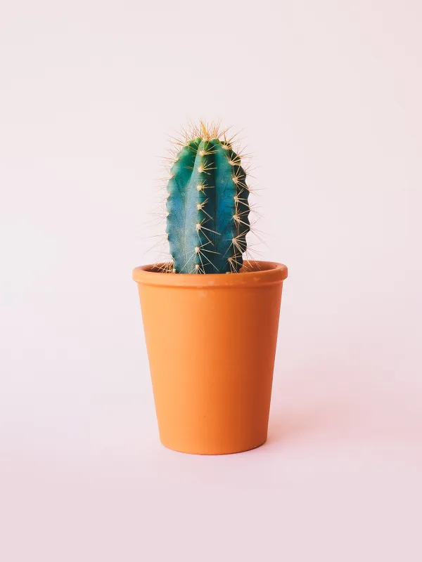 Product Just cactus Image