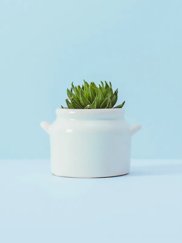 Product Plant in pot Image